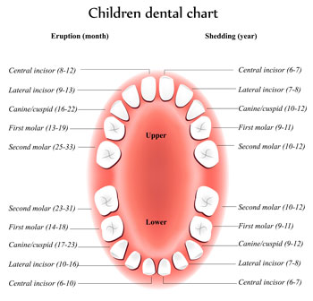  Tooth Eruption Chart - Pediatric Dentist in Paducah, KY